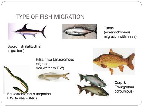 fish migration|Migration in fishes .
